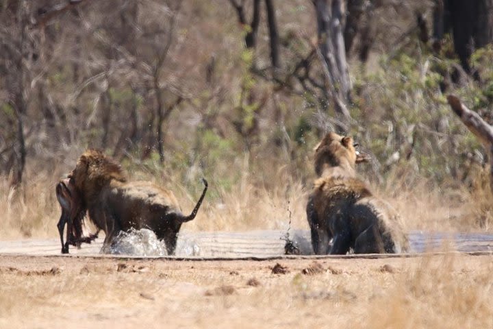 The Kruger National Park - Full Day Tour image