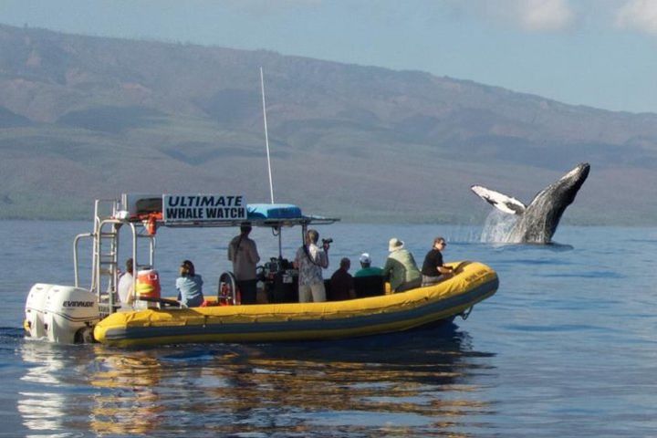 Ultimate 2-Hour Small Group Whale Watch Tour from Lahaina Harbor image