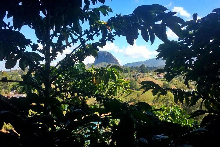 Guatape Rock & Colorful Town & Coffee Farm Experience : The Best Private Tour image