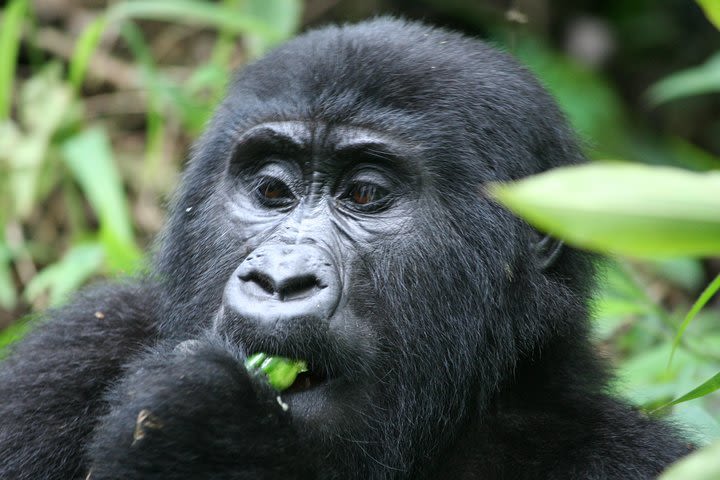 Gorilla Trekking image