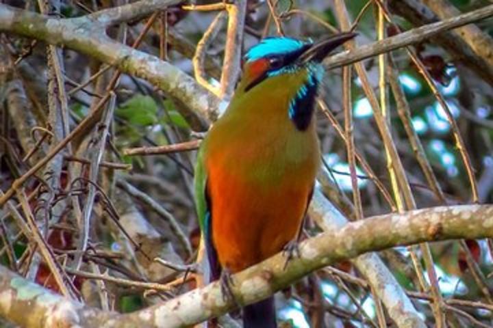 Private Tour: Bird Watching from Cancun image