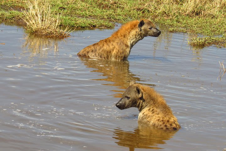 8 Days Direct from Nairobi to Nakuru-Masai Mara-Serengeti-Ngorongoro-Manyara image