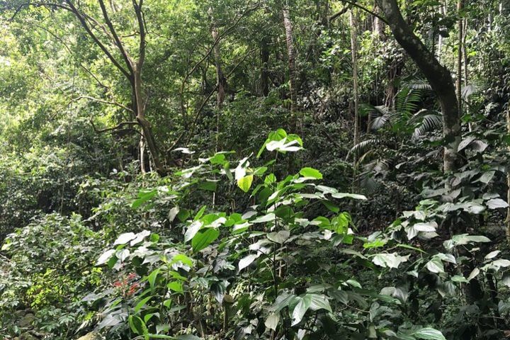 St. Kitts Half-Day Rainforest Tour image