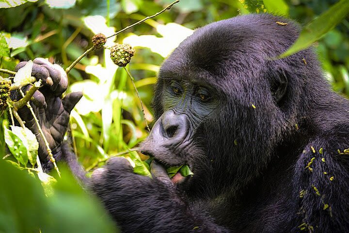 3 Days Gorilla Trekking Bwindi Impenetrable Forest National Park image