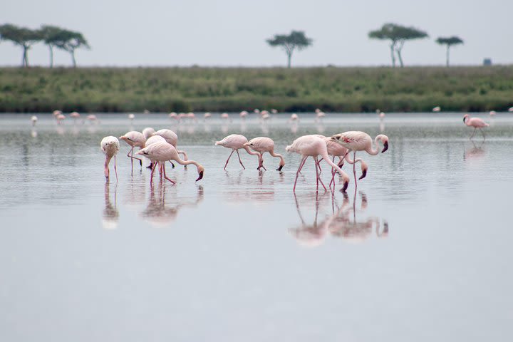 Kenya Tanzania 8 Days 7 Nights Standard Luxury Safari image