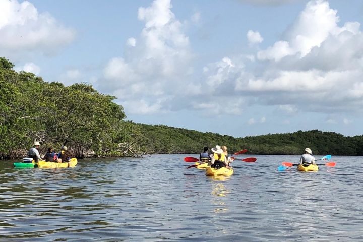 Kayak The Mangroves image