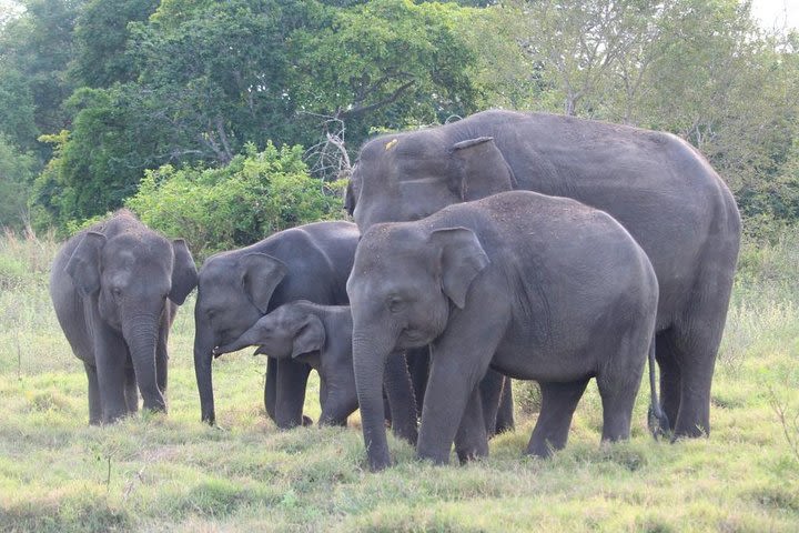 Tales of Ancient Ceylon from Bentota (2 Days) image