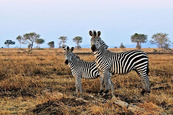 Day Trip to Ruaha National park image