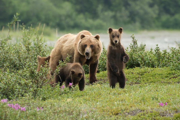 Juneau Shore Excursion: Exclusive Pack Creek Bear Viewing from Juneau image