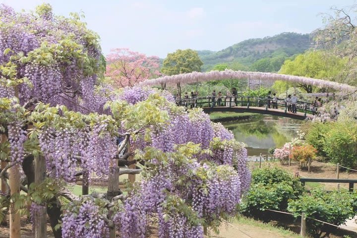 Fuji Shibazakura Festival Sakura One Day Tour by Private’s Charter Car Van image