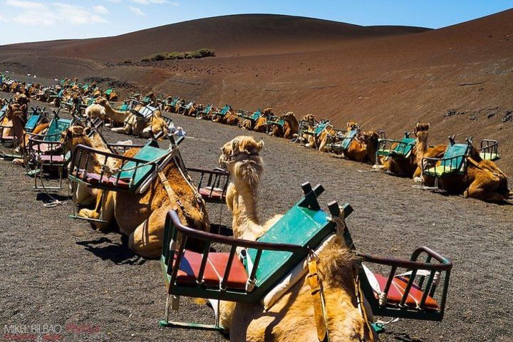 Lanzarote Camel Safari Tour at the Timanfaya National Park image