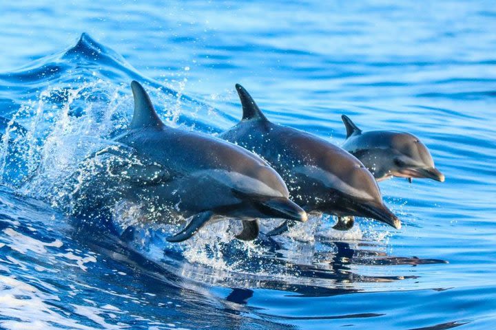 Dolphins and Jozani Forest National Park Private Tour in Zanzibar image