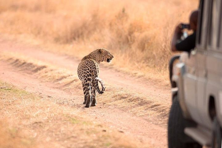 Tanzania Safari and Zanzibar Beach Adventure image