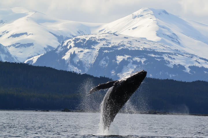 Premier Juneau Whale Watch and Tracy's King Crab Combo image