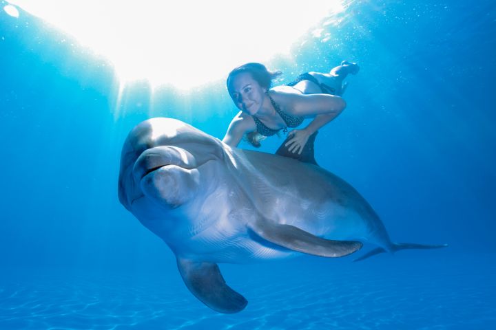 Dolphin Signature Swim image