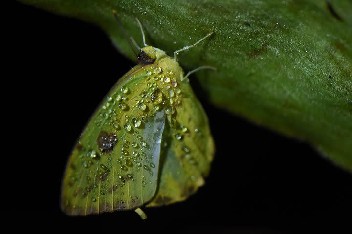 Amazing Red-Eyed Frog Night Walk In La Fortuna  image