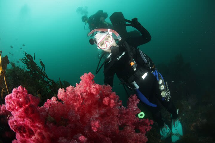 Private 2-Hour Scuba Diving Activity in Jeju-do (discover scuba diving) image