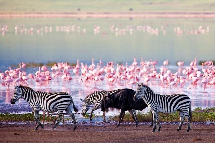 8-Day Fly-In Safari & Zanzibar Beach Escape image
