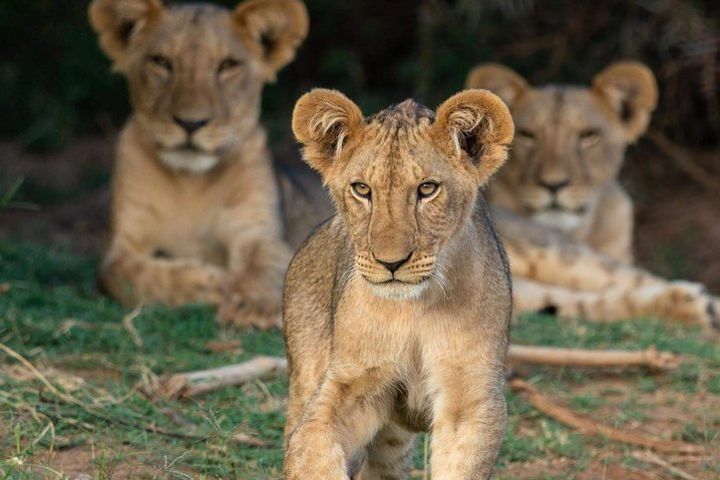 4-Day Tanzania Safari Affordable Budget Lodge Safari image
