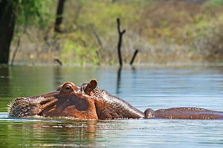 5 Day Safari from Maasai Mara, L.Baringo & L. Bogoria National Reserve image