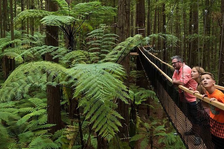 From Tauranga. Private Day Tour. Redwoods Canopy Walk & Rotorua Geysers image