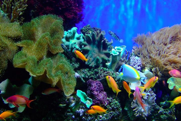 Shared Tour For Half Day Snorkeling At The Beautiful Marine Protected Area image