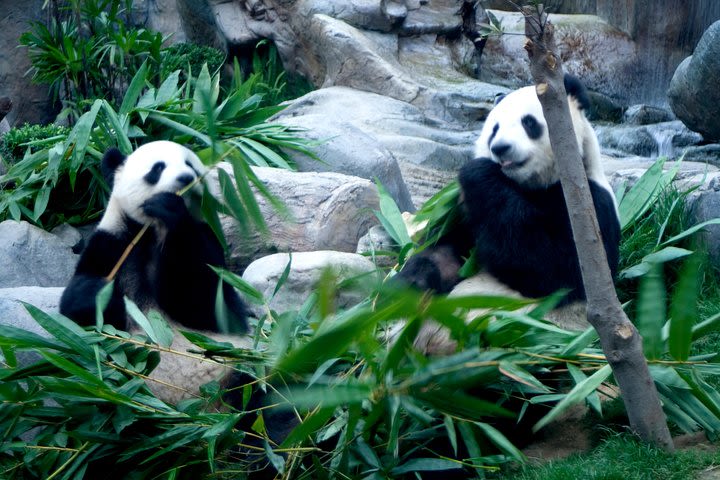 One Day Panda Keeper Volunteer in Dujiangyan image