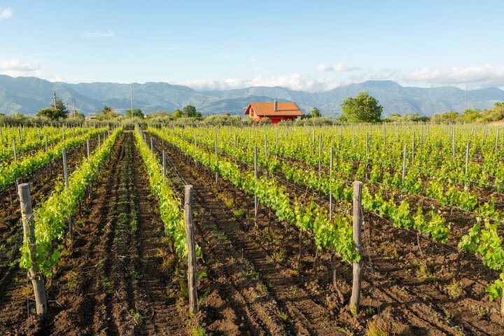 Tour of the Etna Vineyards with Tasting from Syracuse image