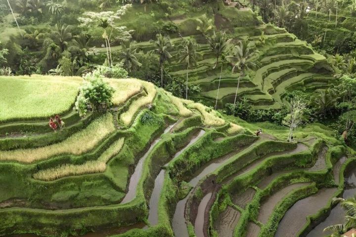 Bali Ubud Highlights Tour image