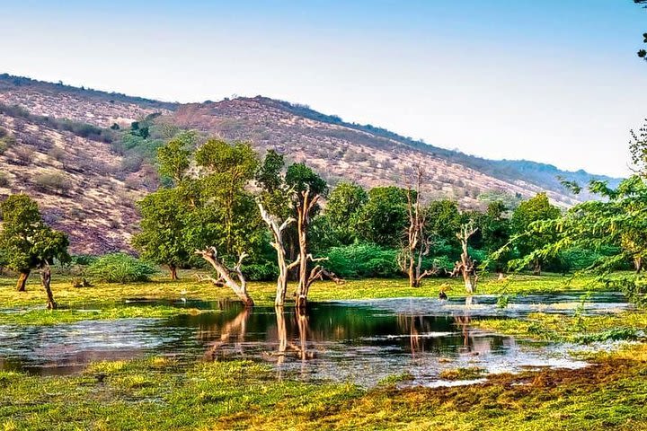 Ranthambore Day Trip From Jaipur - A Guided Private Car Tour image