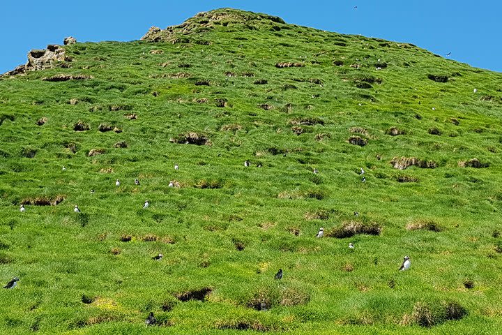 Mykines | The Puffin Paradise – With A Local Guide | Self-Drive image