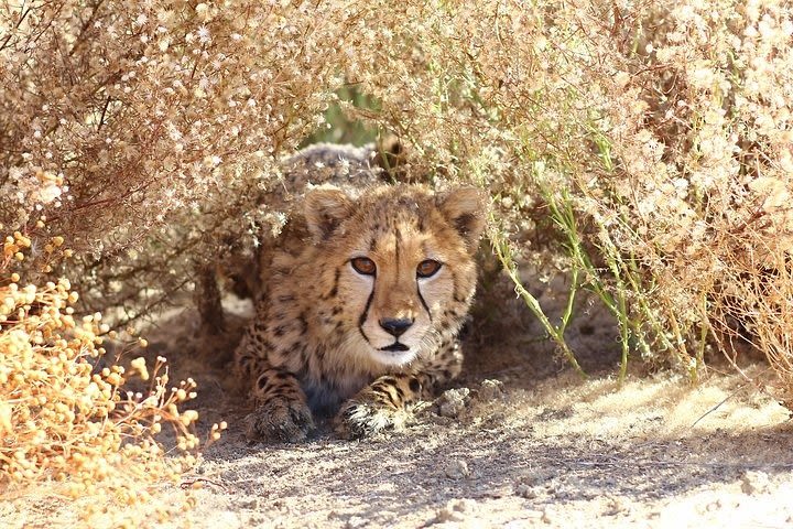 Cheetah Outreach and Cape Winelands Tour. image