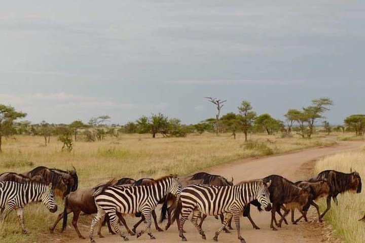 6 Days Africa Wildlife Safaris image