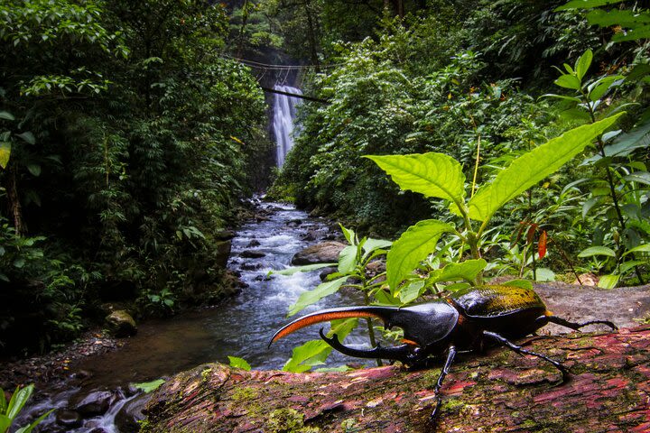 Monteverde Cloud Forest Waterfalls, Wild Trekking and Horseback Riding image