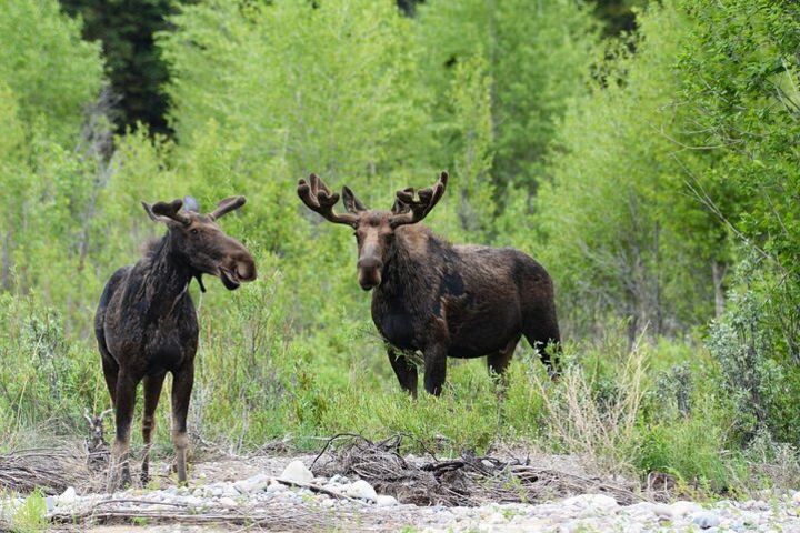 Luxury Private Half-Day Grand Teton National Park Tour image