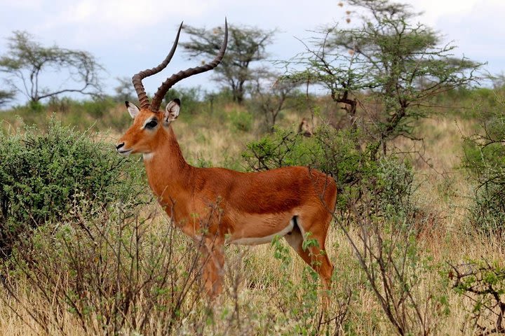 4 Days Kidepo Valley National Park Safari image