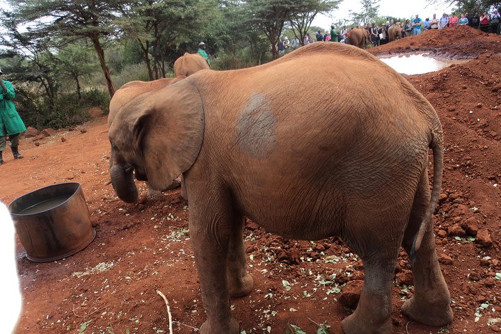 Elephants Orphanage Tour with Nairobi Hotel Pickup image