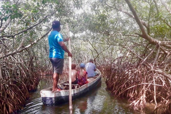 Cartagena Mangrove Shared Tour image