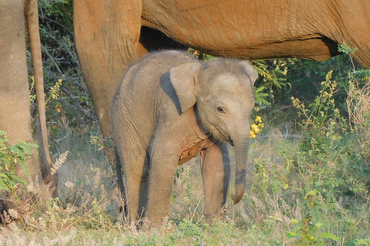 Yala National Park 5 hour Safari Tour - 2 Sessions  image