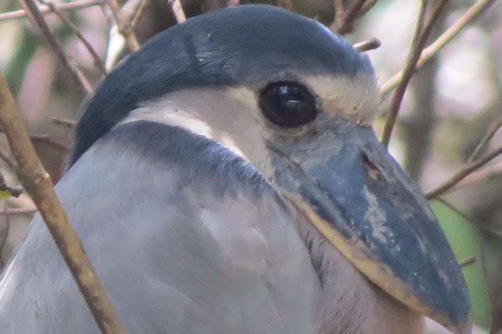 Bird Watching Tour in Tarcoles river image