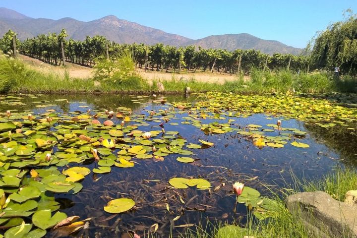 Tour Orgánico Gê en Viña Emiliana: Vino en Casablanca image