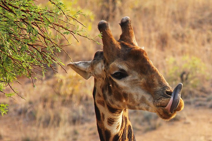 5-Day Wildlife Safari Tour Including Johannesburg Cultural Tour image