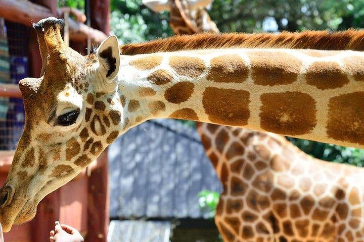 David Sheldrick Orphanage and Giraffe Center Full-Day Tour from Nairobi image