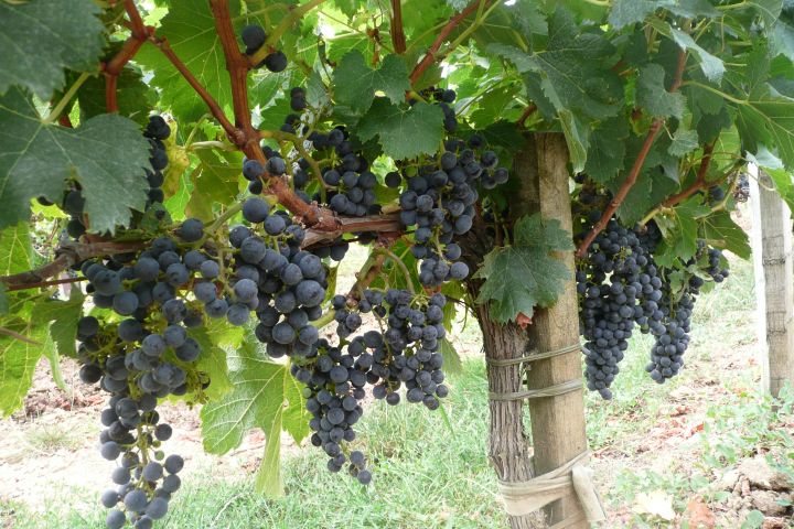 Cruise Excursion from Bordeaux to Saint Emilion (private) image