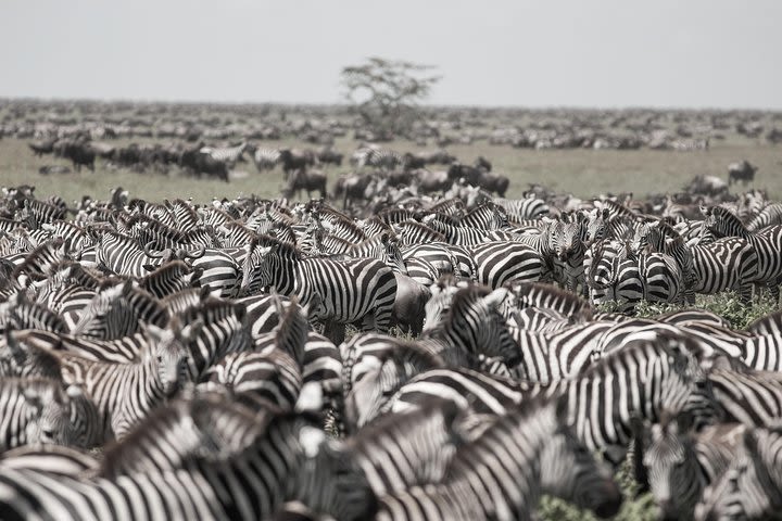 Kenya Tanzania Herdtracker Migration Safari - 08 Days image