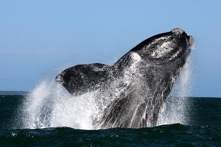 Whale Watching from Gansbaai image