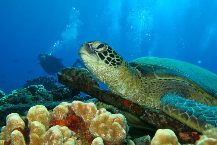 Intro to Scuba Diving in Lahaina image