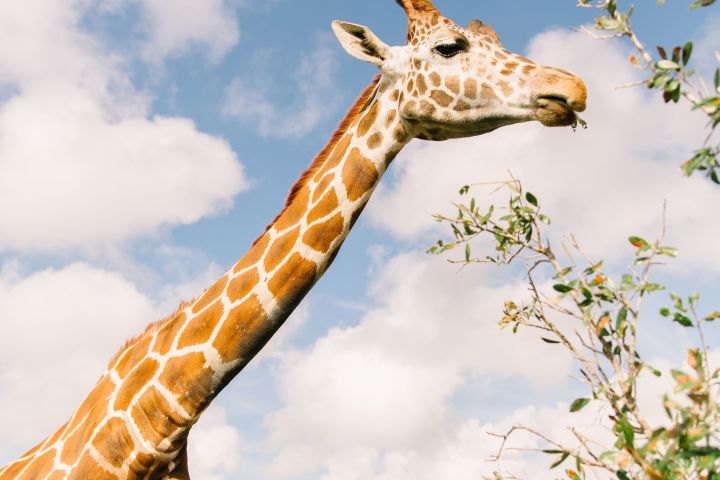 Wild About Florida with Safari Park Admission image