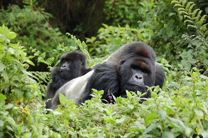 3 Days 2 Nights Gorilla Tracking Bwindi Impenertrable National Park image