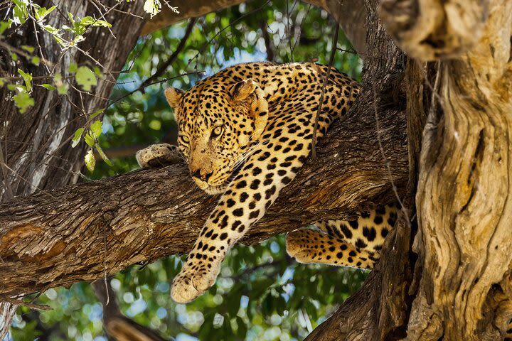  3 Night & 4 Day Private Kruger Park Safari image